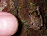 Anodonthyla boulengeri 03